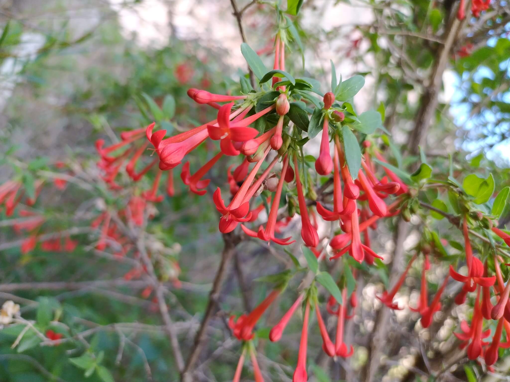 Bouvardia ternifolia